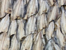 a bunch of bananas that are hanging on a wall